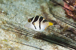 BD-140322-Panglao-3177-Canthigaster-valentini-(Bleeker.-1853)-[Valentin´s-sharpnose-puffer].jpg